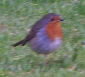 robin2