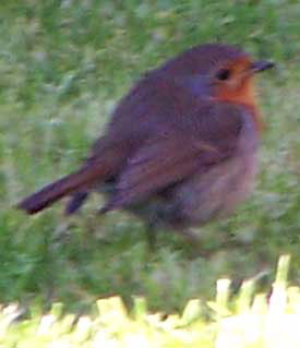 robin1
