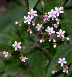 saxifraga_x_urbium1
