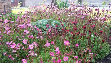 mossy_saxifrage2