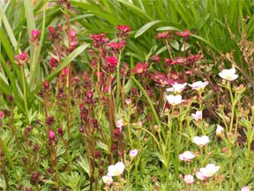 mossy_saxifrage1