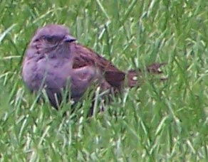 house_sparrow2