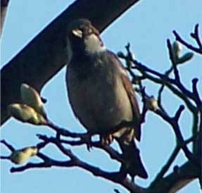 house_sparrow3