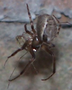 spider1