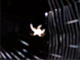 spider2