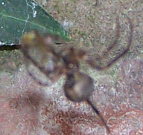 spider4