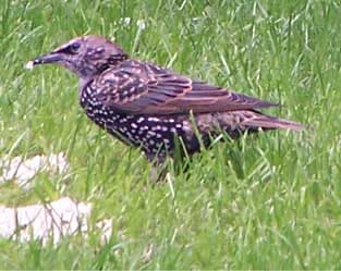 starling1