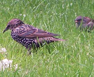 starling_and_sparrow1