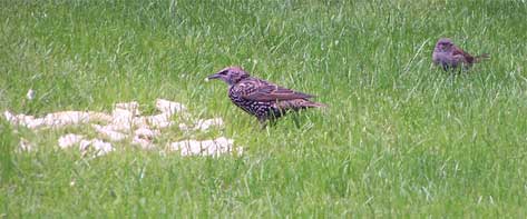 starling_and_sparrow2