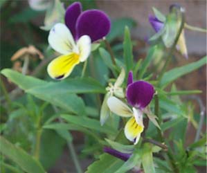 viola1