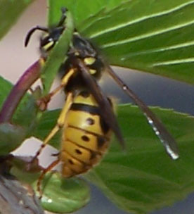 wasp1