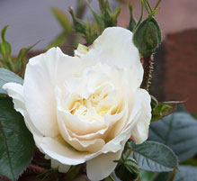 rose_whitecloud2