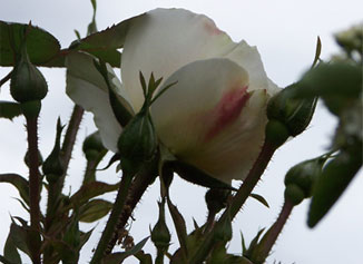 rose_whitecloud3