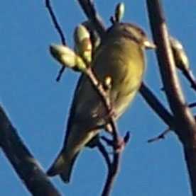 unknown_yellow_bird1
